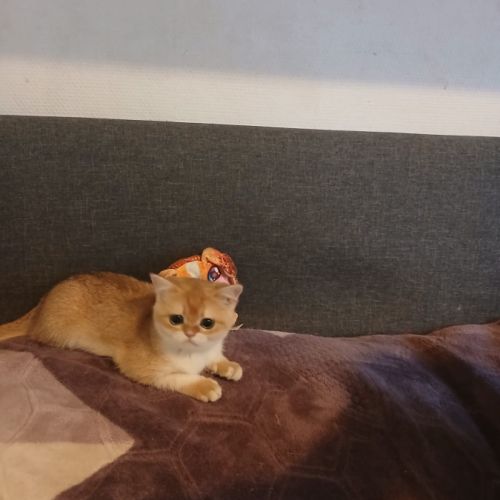 Chaton scottish fold et straight #2