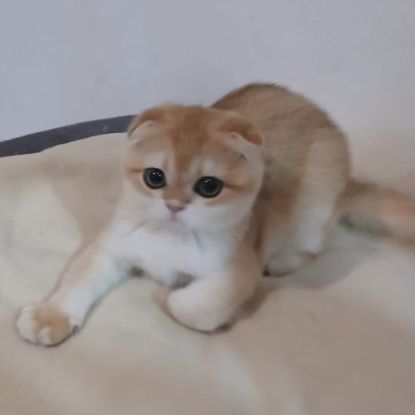 Chaton scottish fold et straight #4