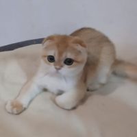Chaton scottish fold et straight #4