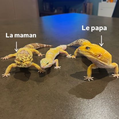 Gecko léopard #2