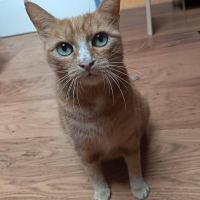 Chatte nana