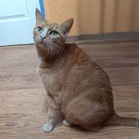 Chatte nana #3