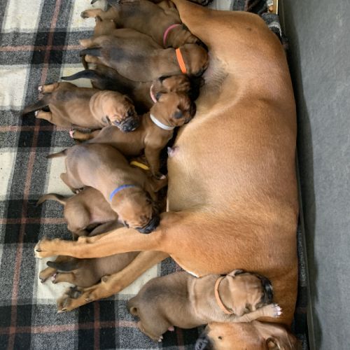 Chiots boxer fauve #1