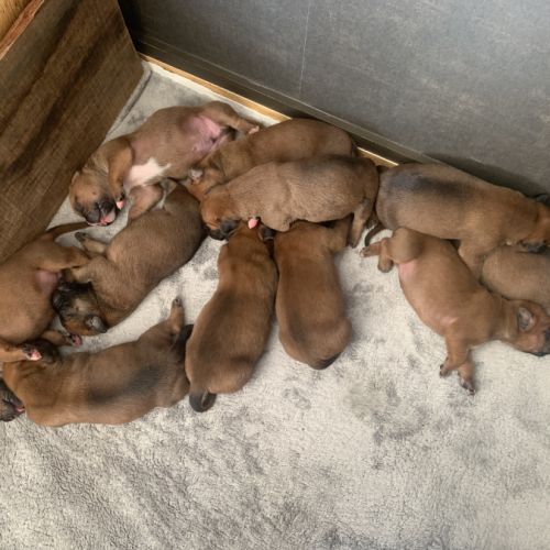 Chiots boxer fauve #2