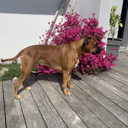 Chiots boxer fauve #4