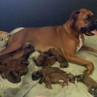 Chiots boxer fauve #3