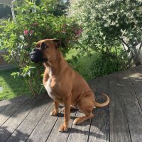 Chiots boxer fauve #6