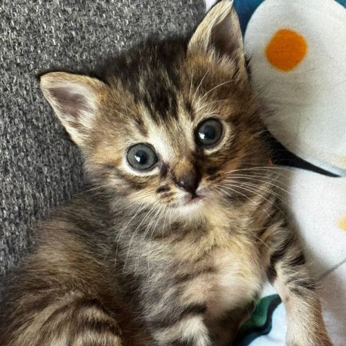 Choupiz, jolie minette à l'adoption #0