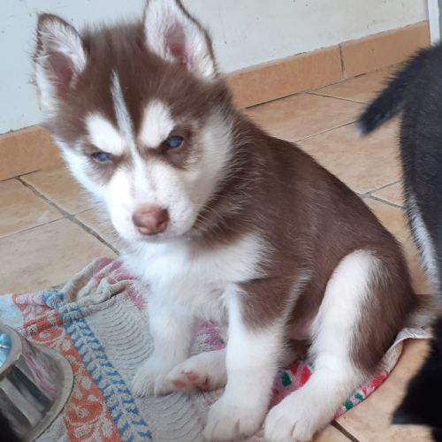 Femelle husky chocolat lof yeux bleus #1