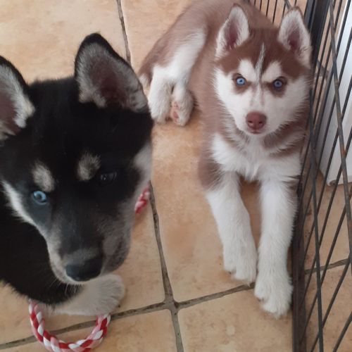 Femelle husky chocolat lof yeux bleus