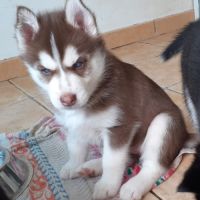 Femelle husky chocolat lof yeux bleus #1