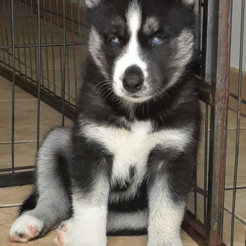 Husky femelle lof yeux bleus
