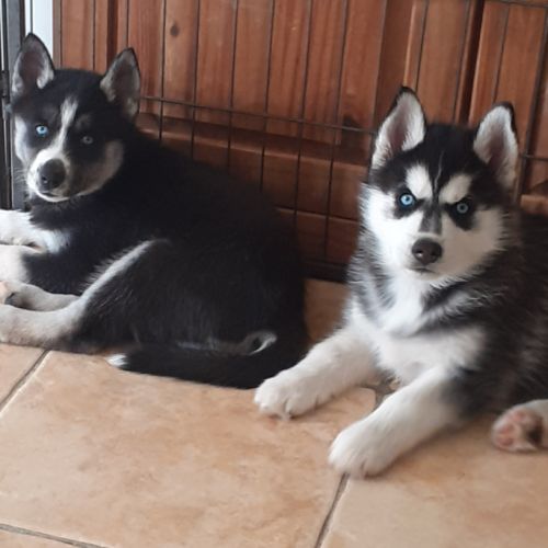 Husky femelle lof yeux bleus #2