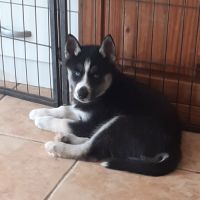 Husky femelle lof yeux bleus #3