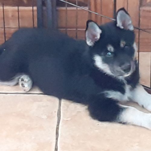 Husky femelle lof sevree