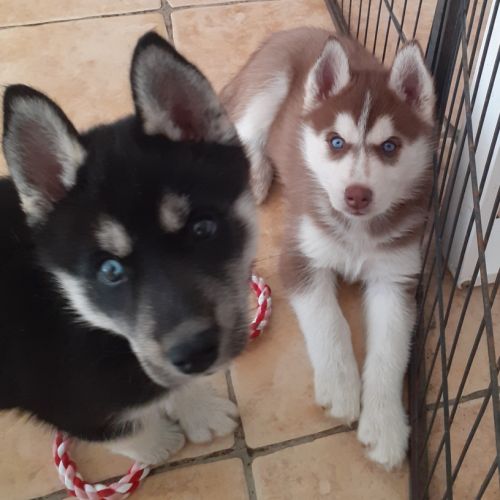 Husky femelle lof sevree #2
