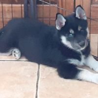 Husky femelle lof sevree #0