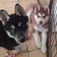 Husky femelle lof sevree #2