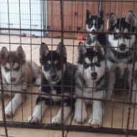 Husky femelle lof sevree #3
