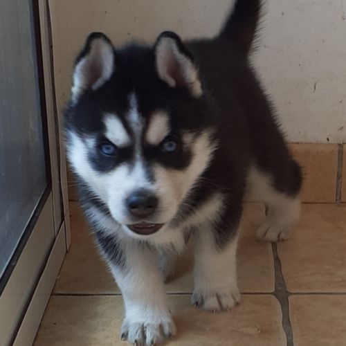 Chiot husky mâle lof