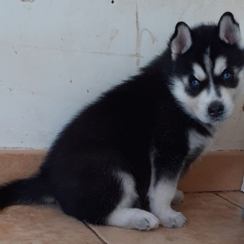 Chiot husky mâle lof #2