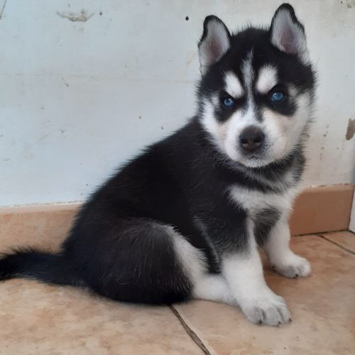 Chiot husky mâle lof #3
