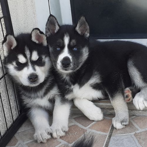 Chiot husky mâle lof #4