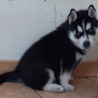Chiot husky mâle lof #2