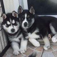 Chiot husky mâle lof #4