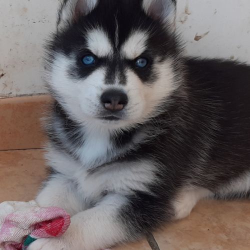 Husky mâle lof yeux bleus #1