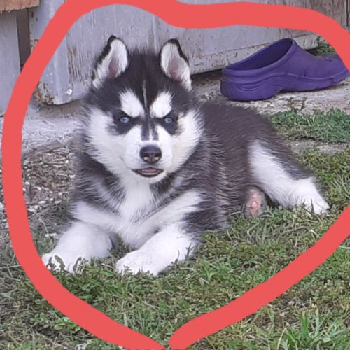 Husky mâle lof yeux bleus