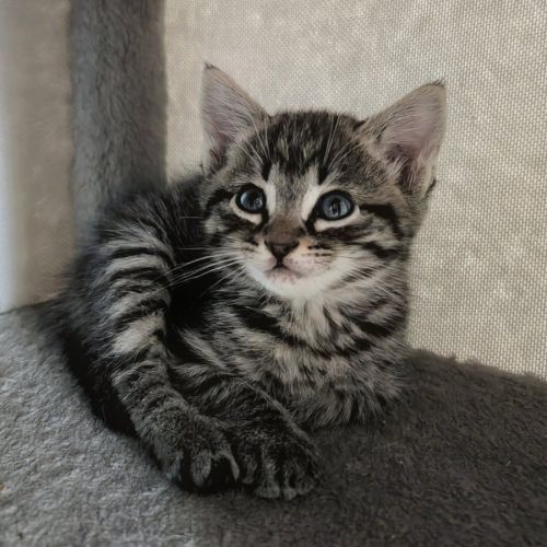 Marin à l'adoption #0