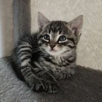 Marin à l'adoption