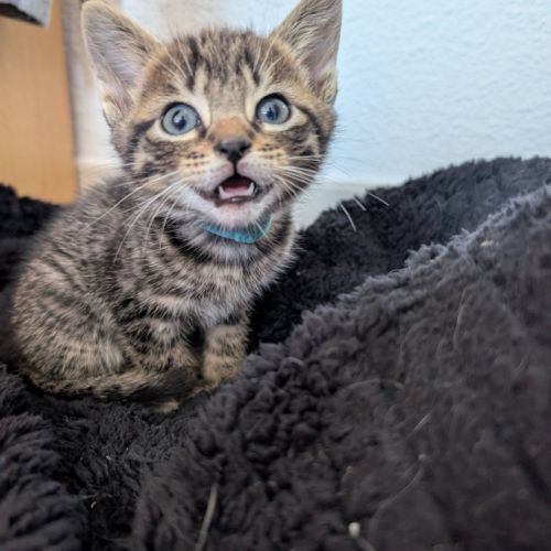 Shy à l'adoption #2