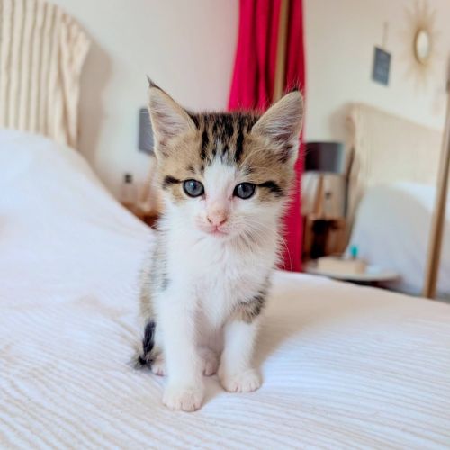 Doudou à l'adoption #0