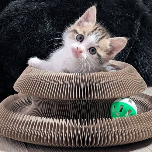 Doudou à l'adoption #2