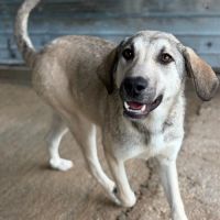 Ari jeune chienne à l'adoption #4