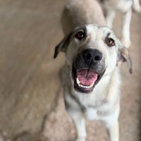 Ari jeune chienne à l'adoption