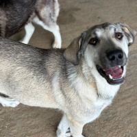 Ari jeune chienne à l'adoption #7