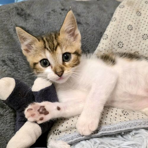 Tina à l'adoption #0