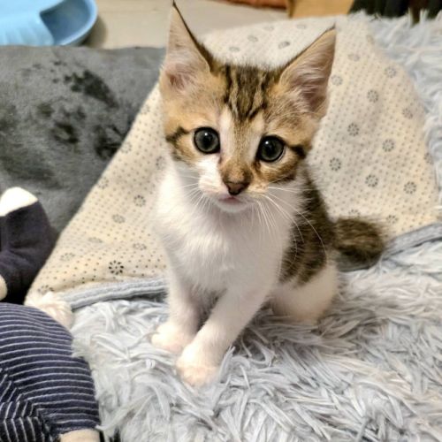 Tina à l'adoption #2