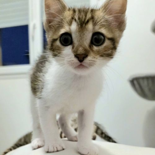Tina à l'adoption #3