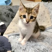 Tina à l'adoption #2