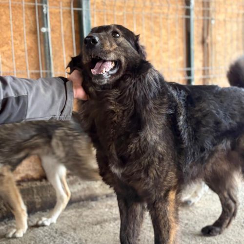 Jumbilo, très affectueux, à l'adoption #3