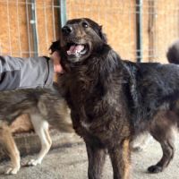 Jumbilo, très affectueux, à l'adoption #3