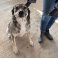 Johni, très doux, à l'adoption