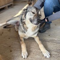 Johni, très doux, à l'adoption #2