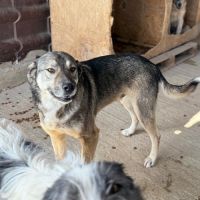 Johni, très doux, à l'adoption #3