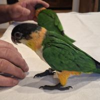 Perroquets caiques à tête noire eam #2