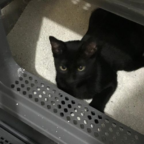 Bingo- chaton dynamique #1